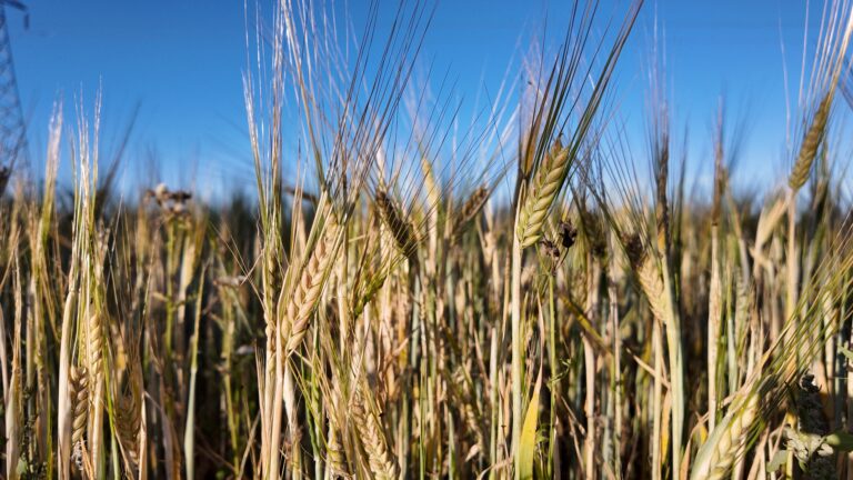 Letters from Lightbear Lane, September 2025